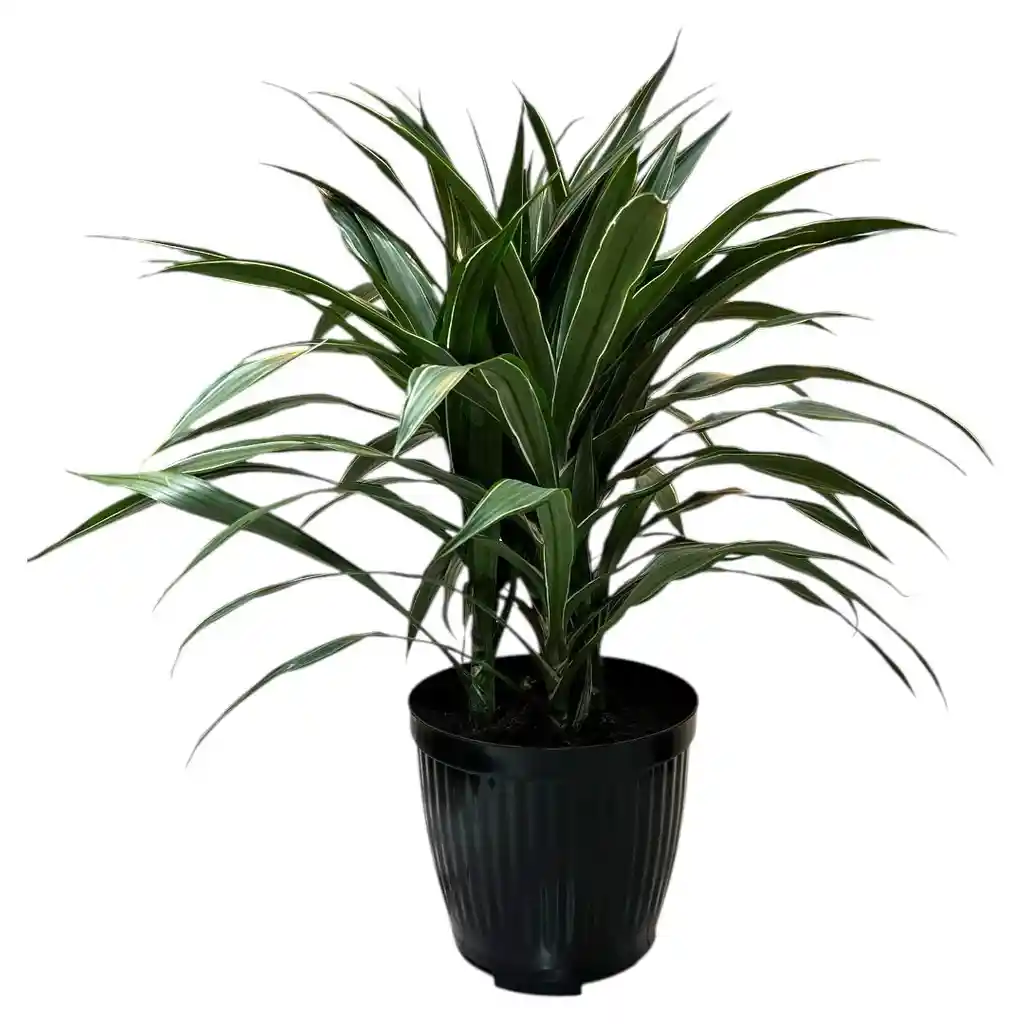 Planta Dracena Warneke En Matera