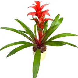 Planta Bromelia En Matera