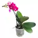 Mini Orquidea Phalaenopsis Morada