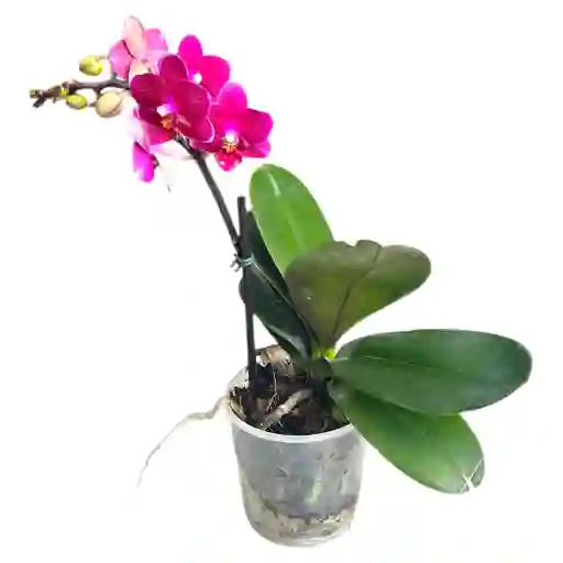 Mini Orquidea Phalaenopsis Morada