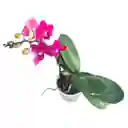 Mini Orquidea Phalaenopsis Morada