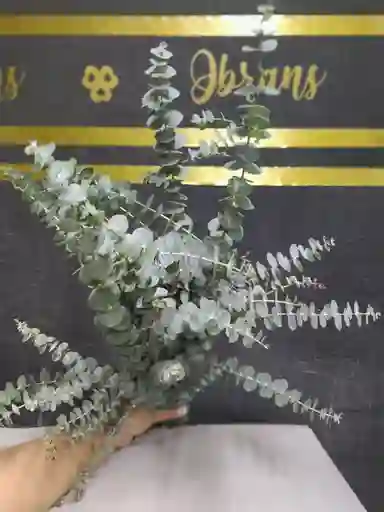 Paquete De Eucalipto Blanco