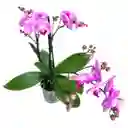 Mini Orquidea Phalaenopsis Lila