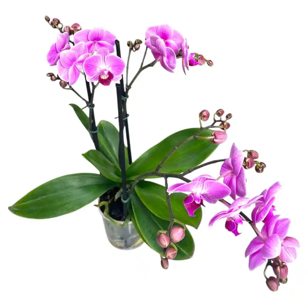 Mini Orquidea Phalaenopsis Lila