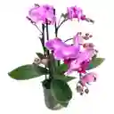 Mini Orquidea Phalaenopsis Lila