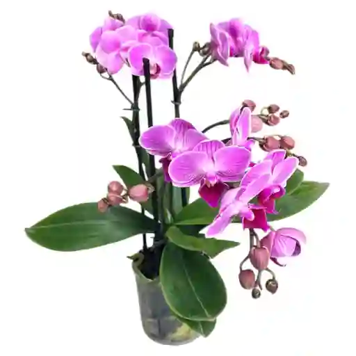Mini Orquidea Phalaenopsis Lila