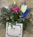 Caja Floral Selvatica