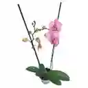 Orquidea Phalaenopsis Rosa