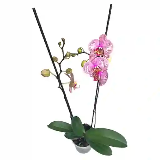 Orquidea Phalaenopsis Rosa