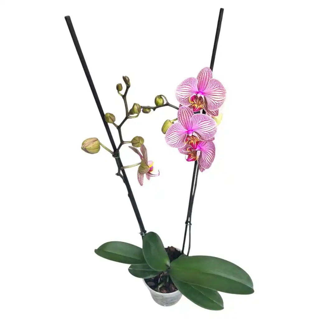 Orquidea Phalaenopsis Rosa