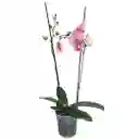 Orquidea Phalaenopsis Rosa