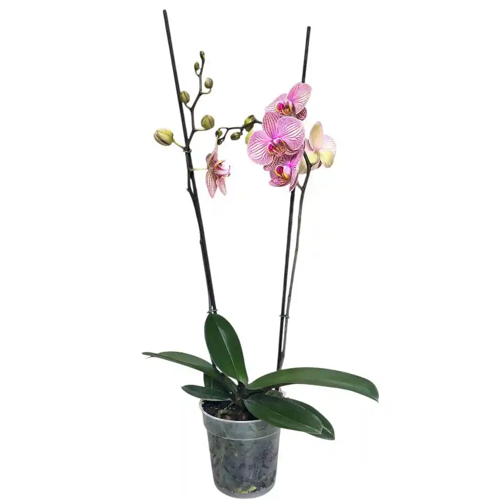 Orquidea Phalaenopsis Rosa