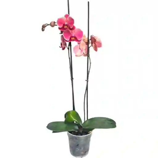 Orquidea Phalaenopsis Rosada