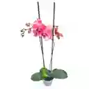Orquidea Phalaenopsis Rosada