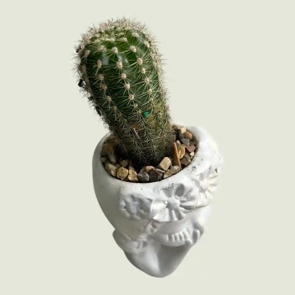 Cactus Rostro Mini Ceramica
