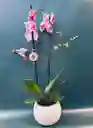 Orquidea Mini
