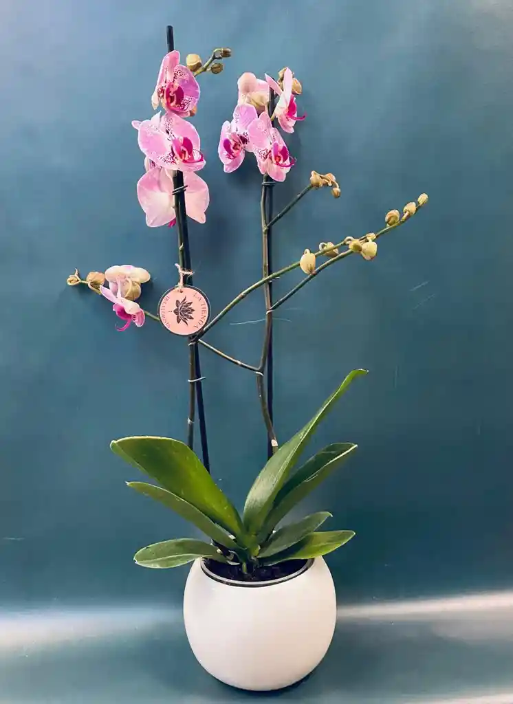 Orquidea Mini