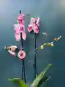 Orquidea Mini