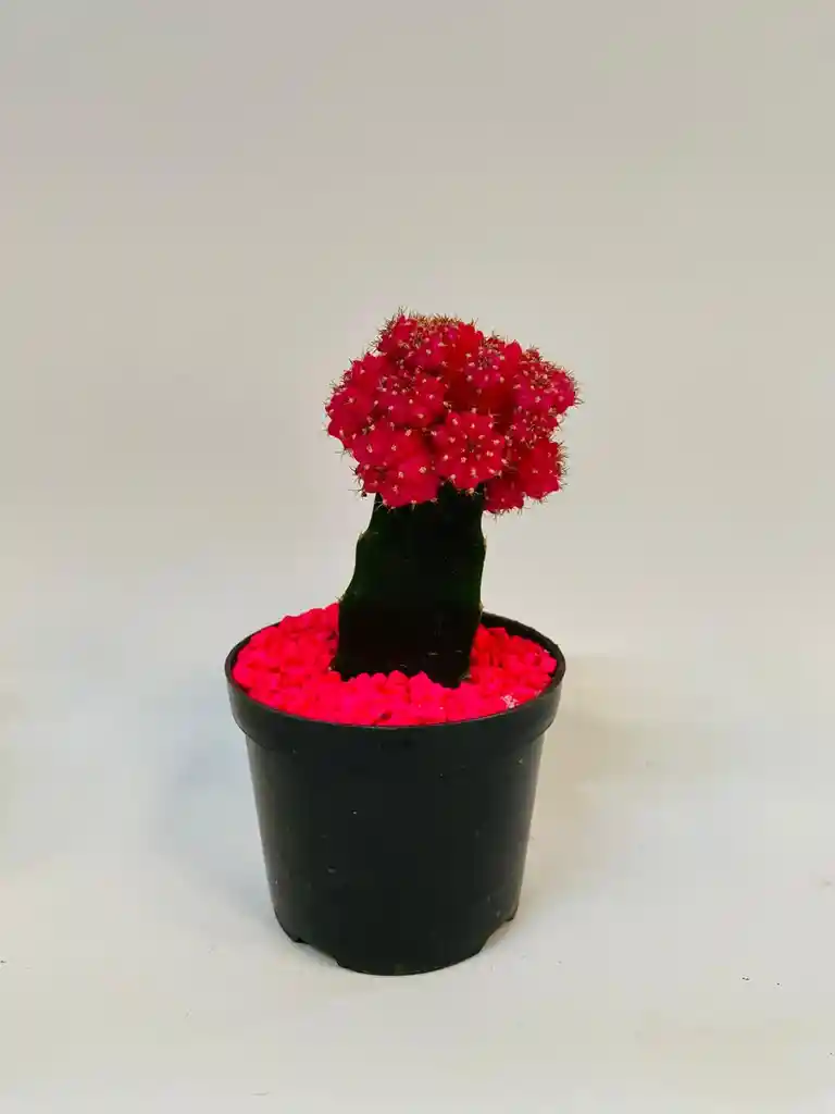 Cactus Koreanos