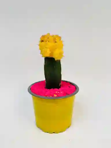 Cactus Koreanos