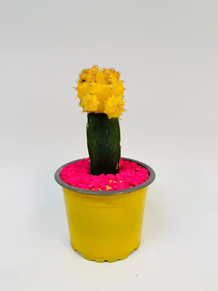 Cactus Koreanos