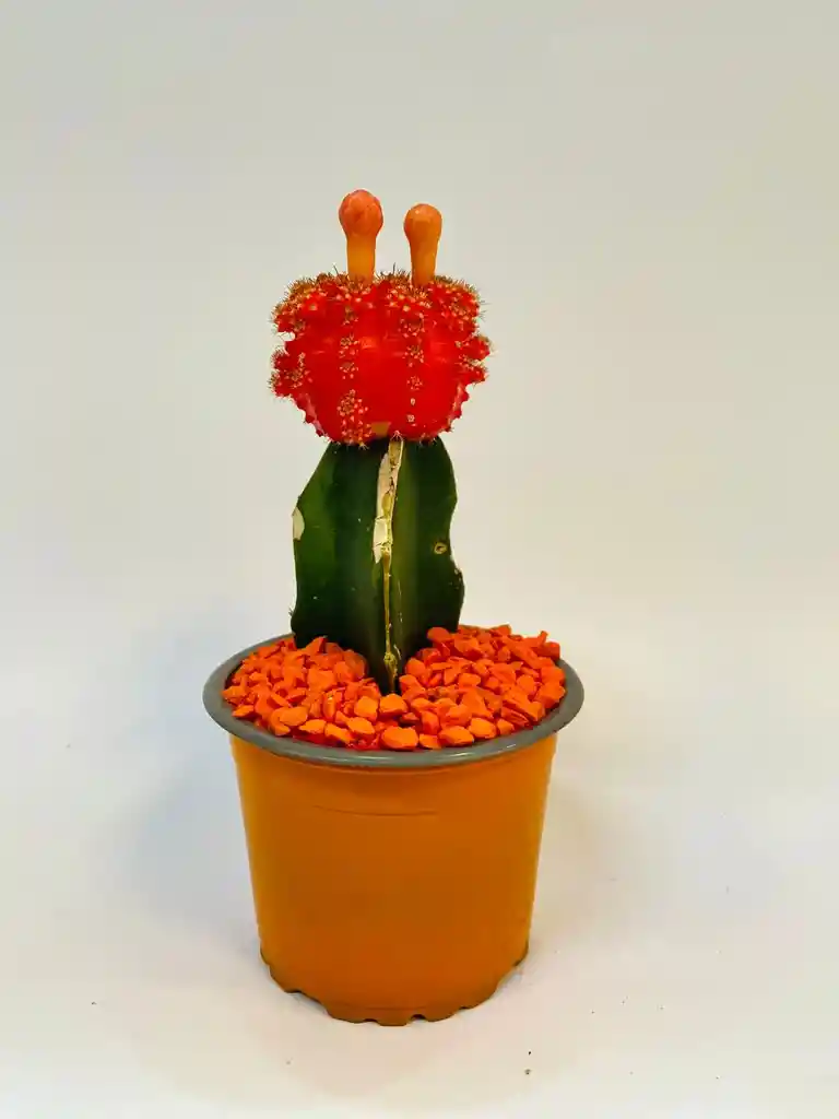Cactus Koreanos