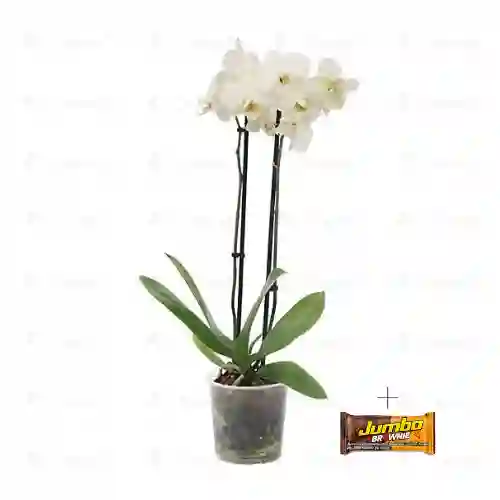 Orquidea Phalaenopsis Blanca