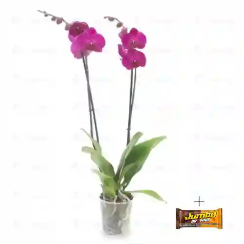Orquidea Phalaenopsis Fucsia