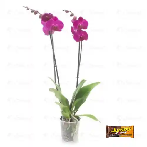 Orquidea Phalaenopsis Fucsia