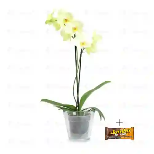 Orquidea Phalaenopsis Amarilla