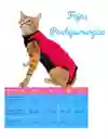 Faja Para Gatos Post Quirurgicas Talla S Peso 2 A 3 Kg
