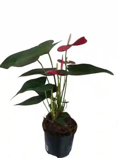 Anturio Rojo