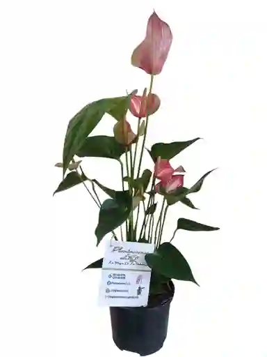 Anturio Livium Red