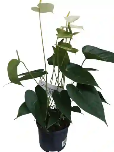 Anturio Vainilla