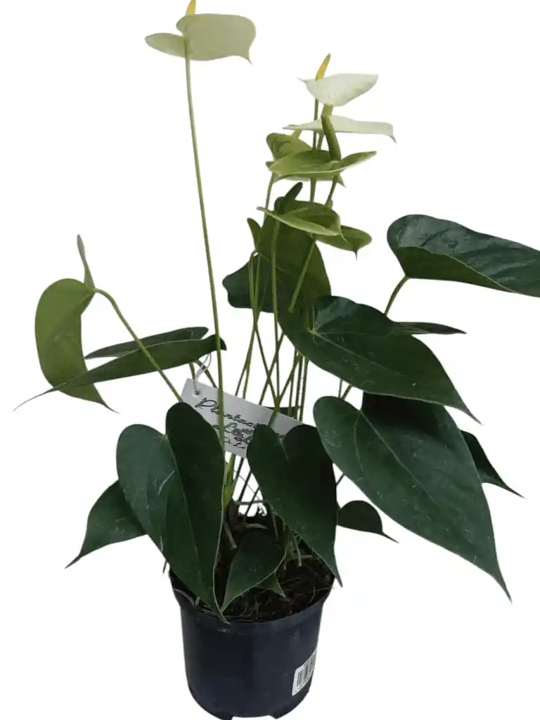 Anturio Vainilla