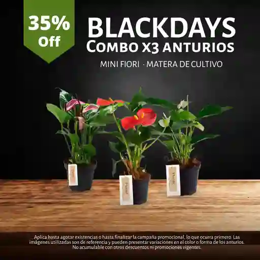 Combo X3 Anturios Mini En Matera De Cultivo