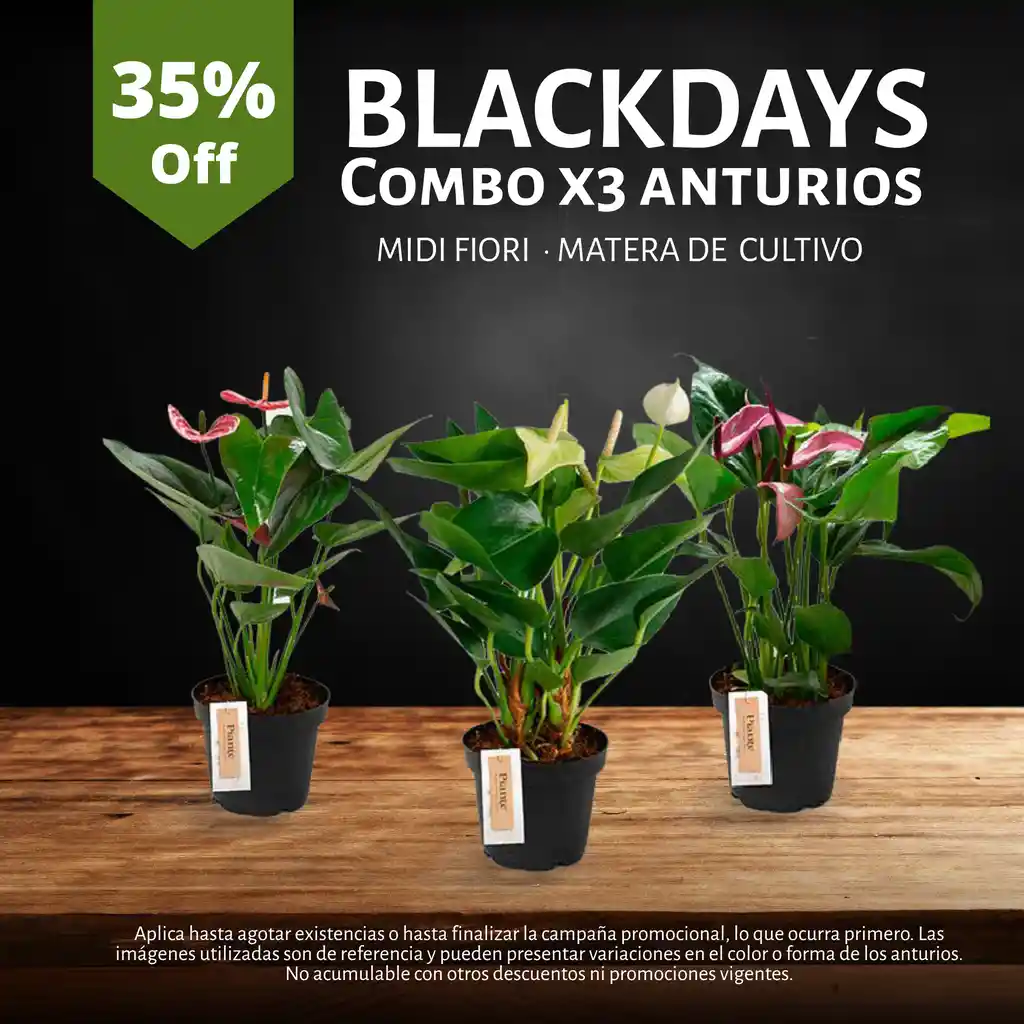 Combo X3 Anturios Medianos En Matera De Cultivo