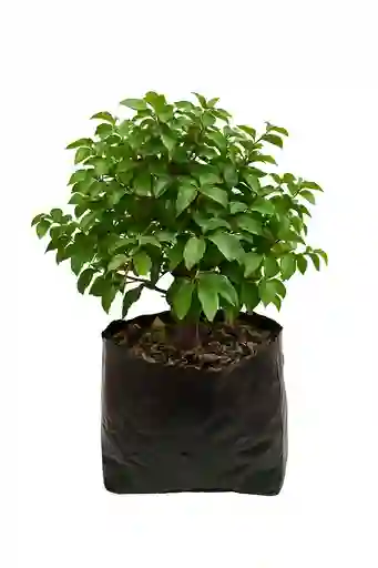 Bonsai Guayacan