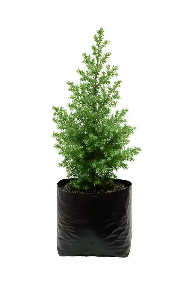 Bonsai Lucky Christmas Tree