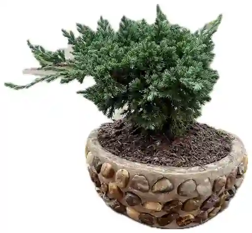 Bonsai Pino En Matera De Piedra