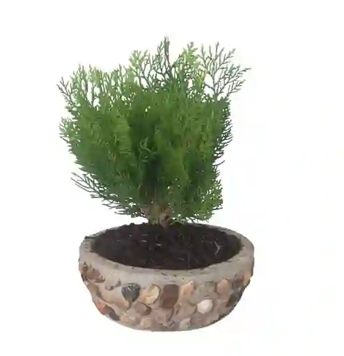 Bonsai Pino Libro En Matera