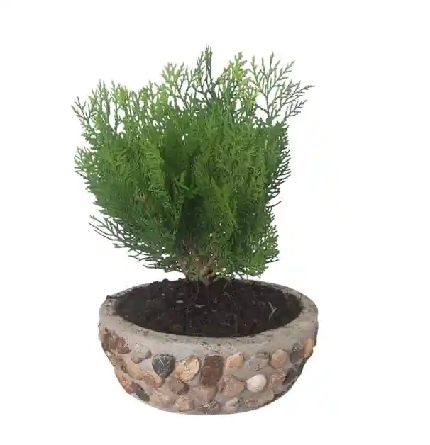 Bonsai Pino Libro En Matera