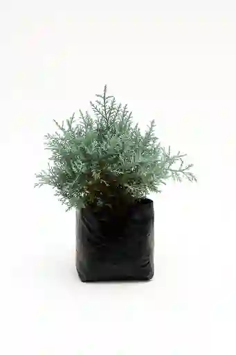 Bonsai Pino Enano Azul