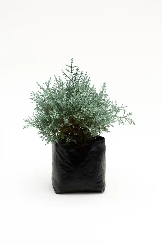 Bonsai Pino Enano Azul