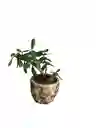 Bonsai Jade