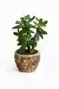 Bonsai Jade