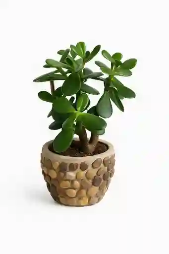 Bonsai Jade