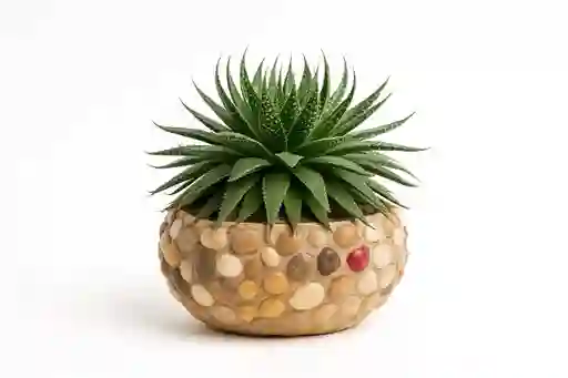 Bonsai Aristaloe Estrella Milagrosa