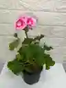 Planta Novios