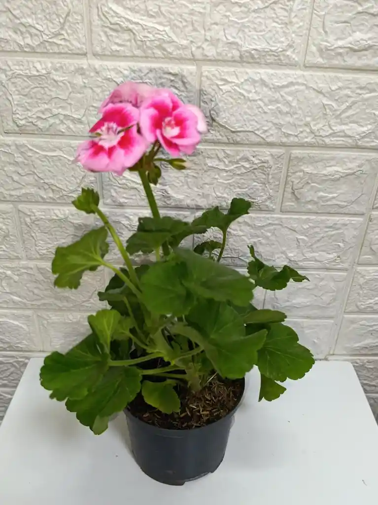 Planta Novios